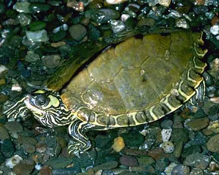Pascagoula map turtle