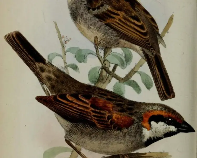 Socotra sparrow