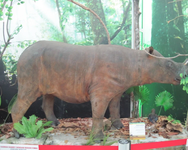 Bornean rhinoceros