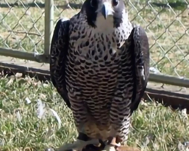 Peale's falcon