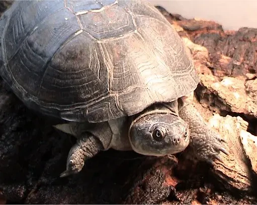 East African black mud turtle