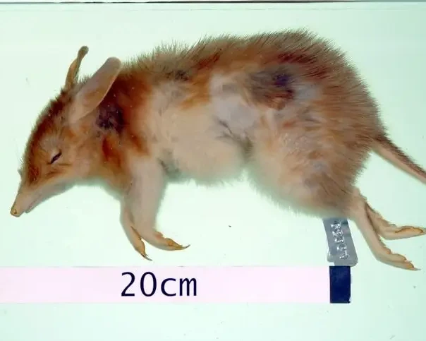 Desert bandicoot