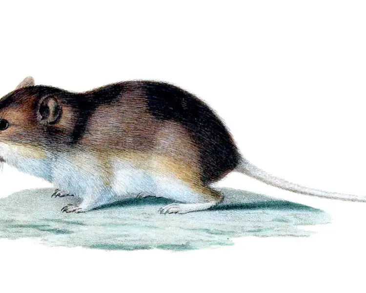 Olive-backed pocket mouse