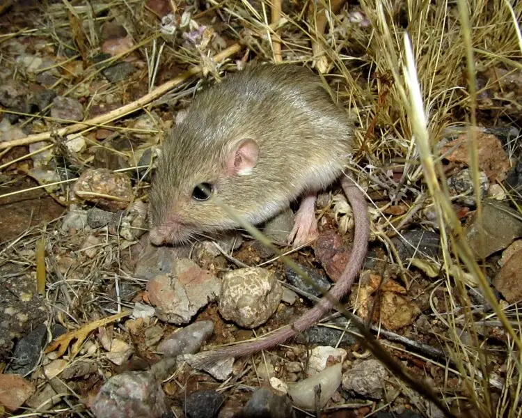 Silky pocket mouse