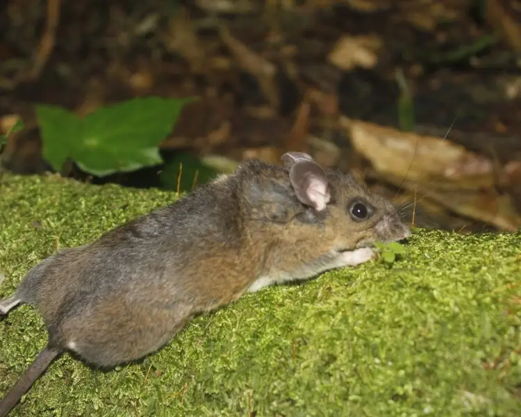 Mexican deer mouse
