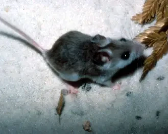 Perdido Key beach mouse