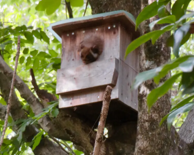 Japanese giant flying squirrel - Facts, Diet, Habitat & Pictures on