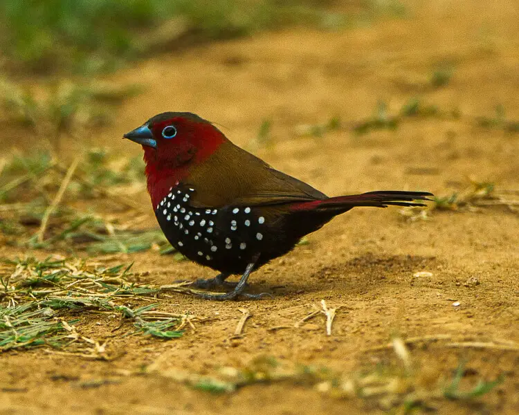 Twinspot Finch Feeding