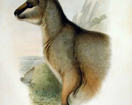 Petrogale inornata