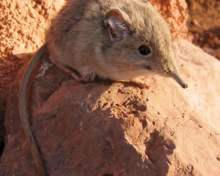 North African elephant shrew - Facts, Diet, Habitat & Pictures on  