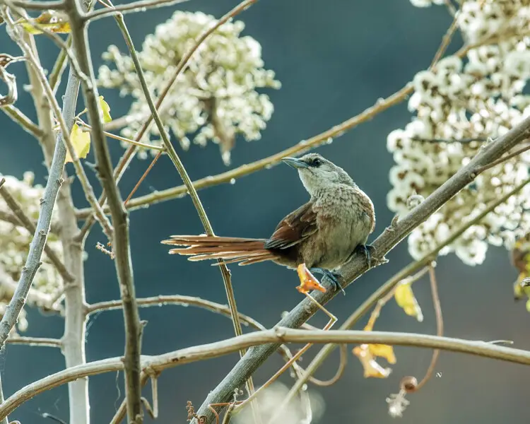 Chestnut-backed thornbird