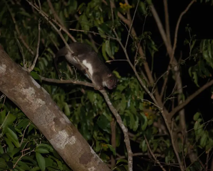 Southern common cuscus Facts, Diet, Habitat & Pictures on Animalia.bio