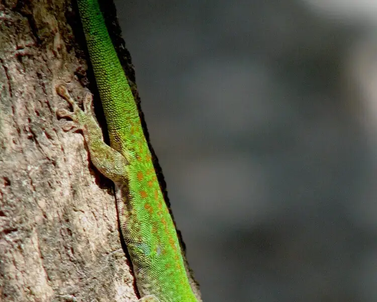 Mahé day gecko