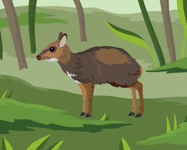Philippine Mouse-Deer