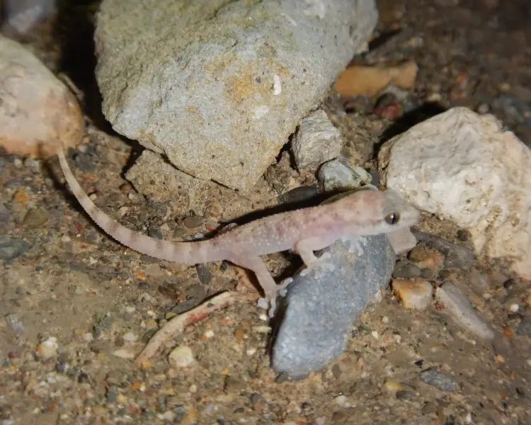 Guerreran leaf-toed gecko