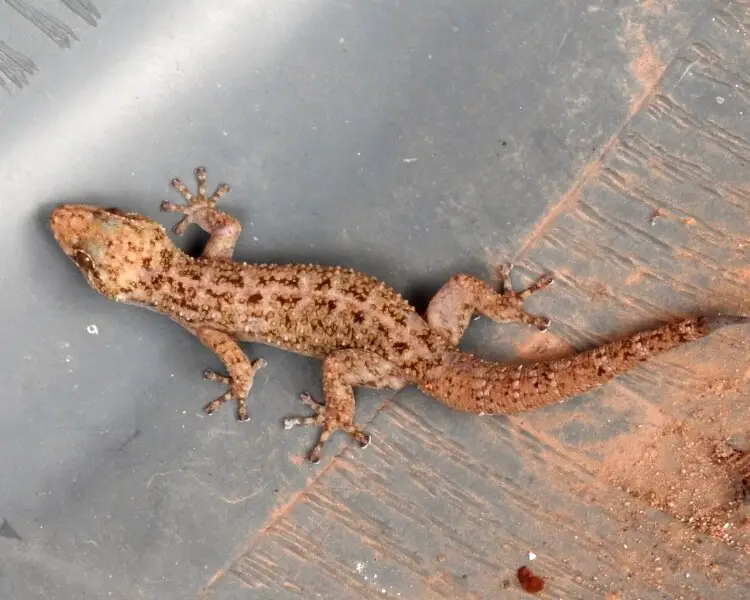 Lane's leaf-toed gecko