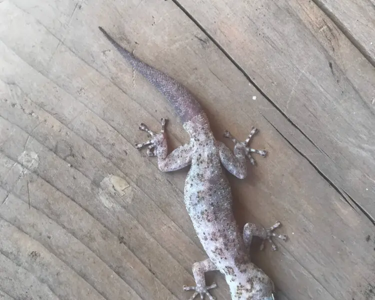 Peninsula leaf-toed gecko
