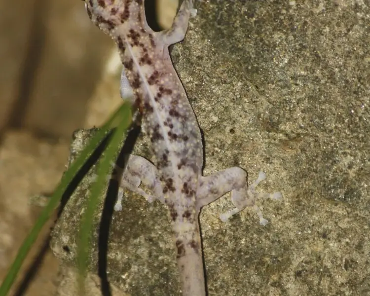 Yellowbelly gecko