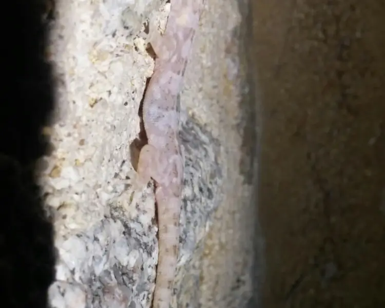 San Lucan gecko