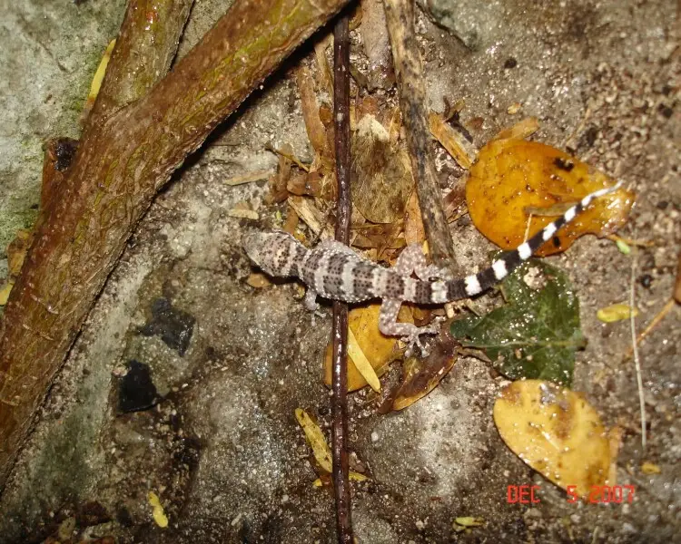 Puerto Rican leaf-toed gecko