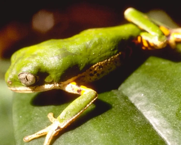 Pithecopus hypochondrialis Fatti, dieta, habitat e immagini su