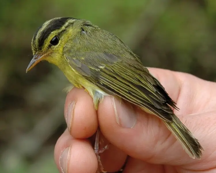 Phylloscopus calciatilis Fakten, Ernährung, Lebensraum & Bilder auf