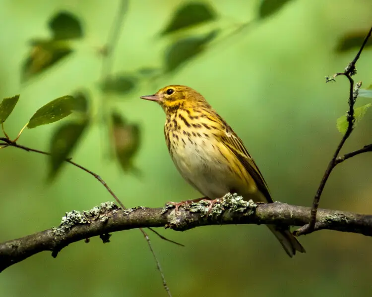 Tree pipit Facts, Diet, Habitat & Pictures on Animalia.bio