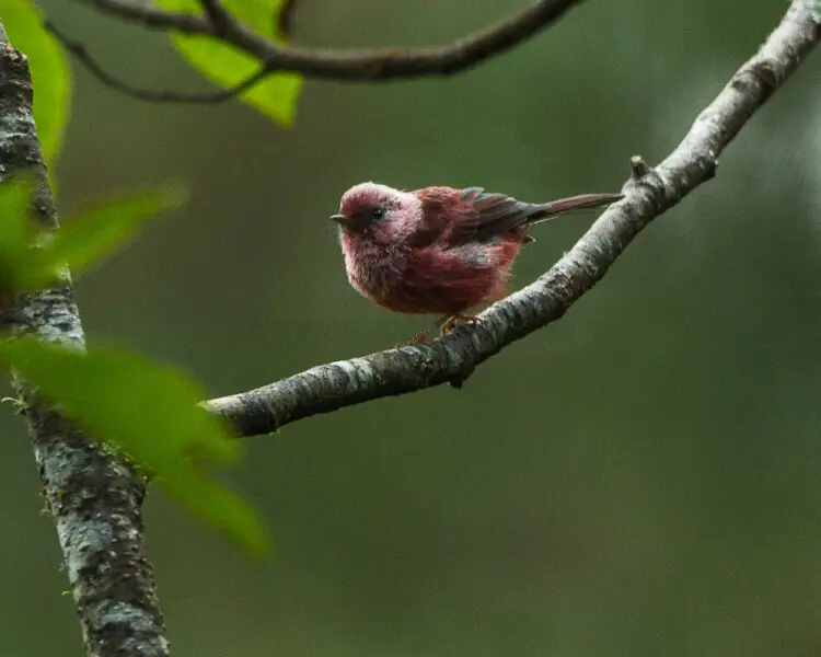 Pink-headed warbler