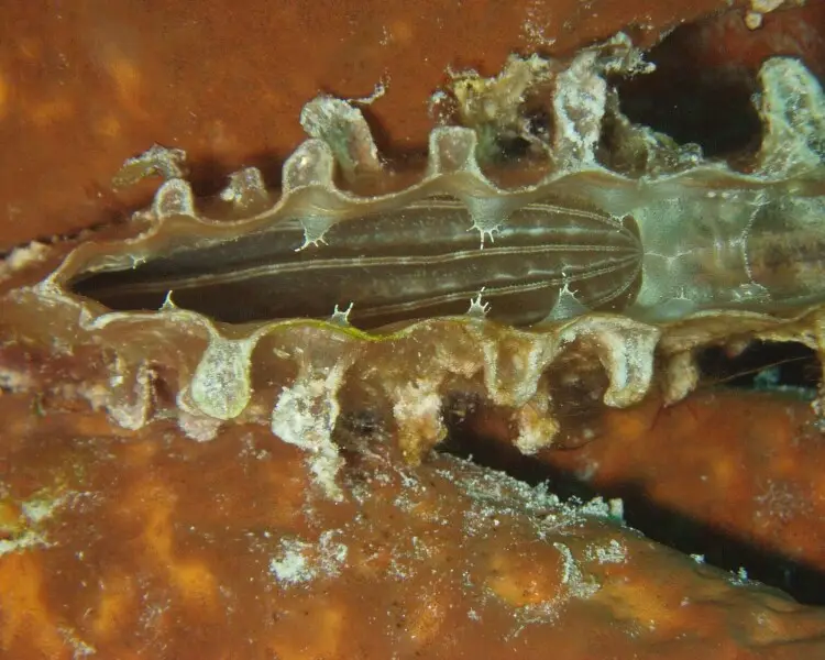 Pinna nobilis Facts, Diet, Habitat & Pictures on Animalia.bio Pinna nobilis Facts, Diet, Habitat & Pictures on Animalia.bio