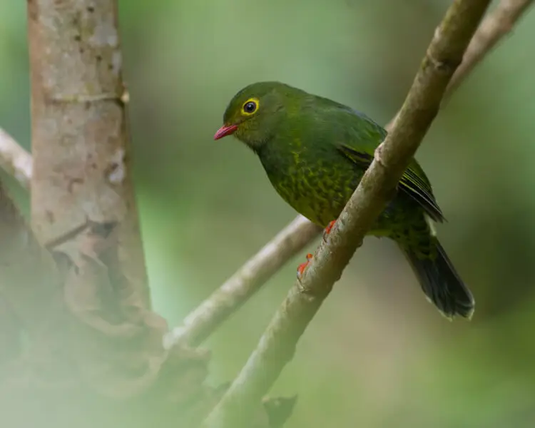 Band-tailed fruiteater
