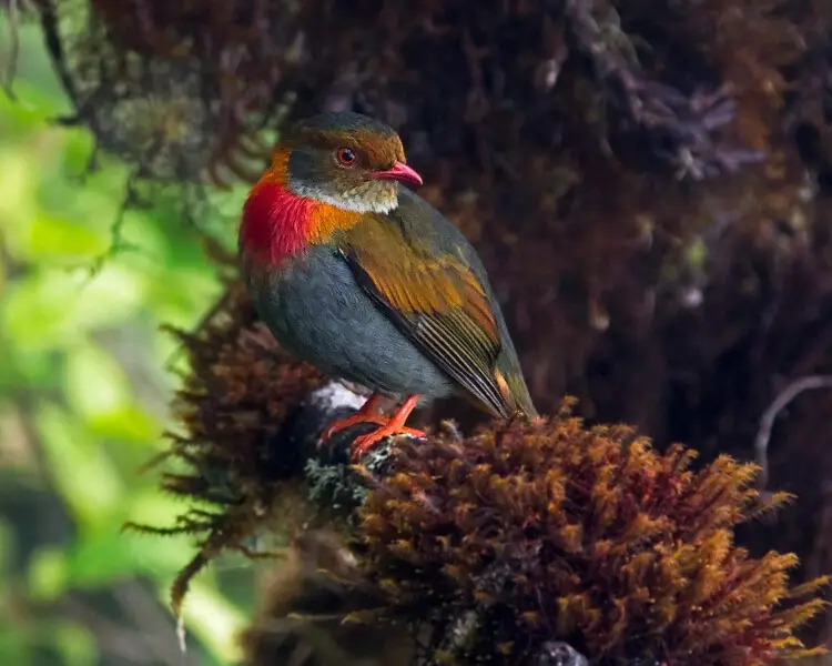 Red-banded fruiteater