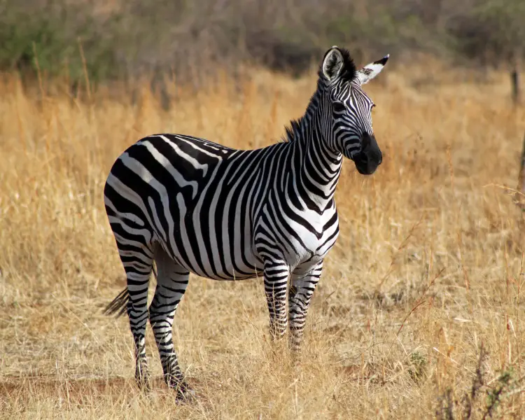 Plains Zebra - Facts, Diet, Habitat & Pictures on 