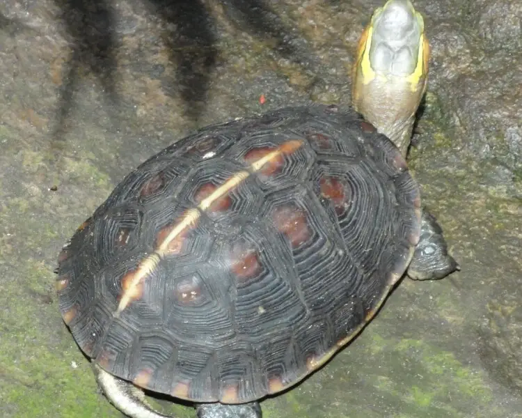 Chinese box turtle