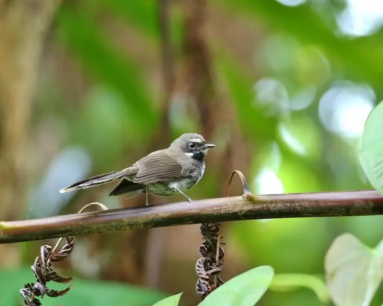 Pohnpei fantail