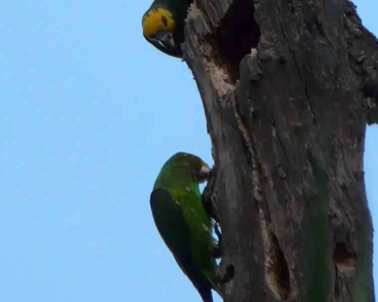 Yellow-fronted parrot