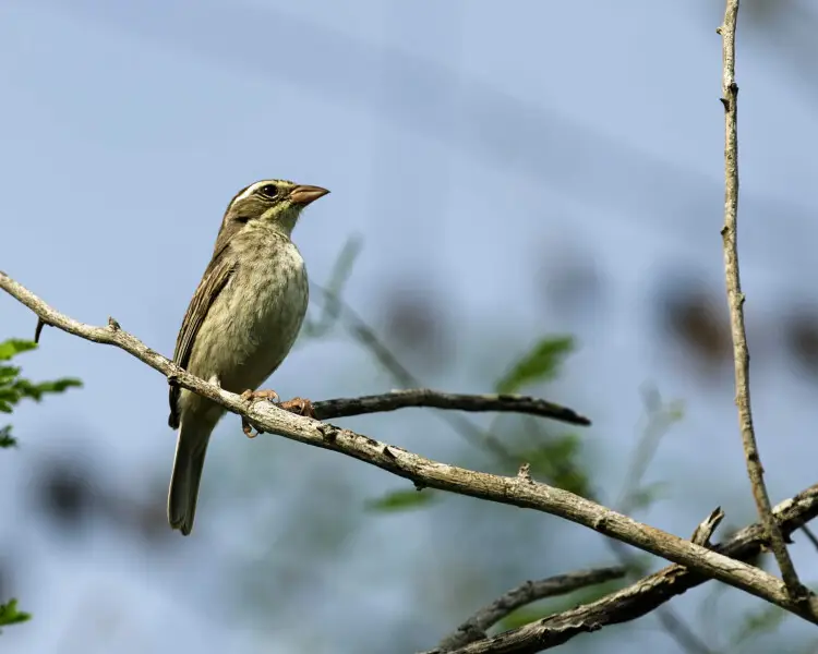 Collared warbling finch