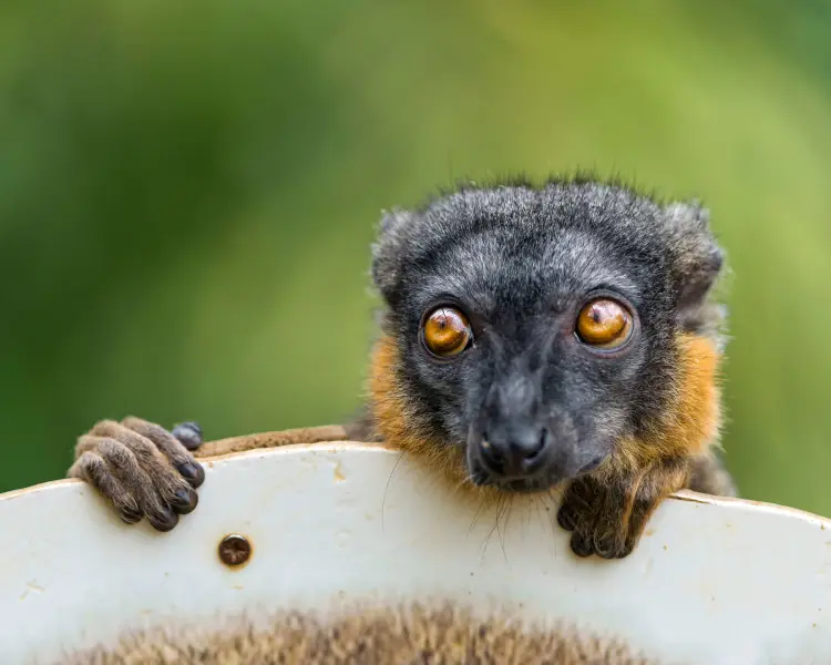 White-Fronted Brown Lemur