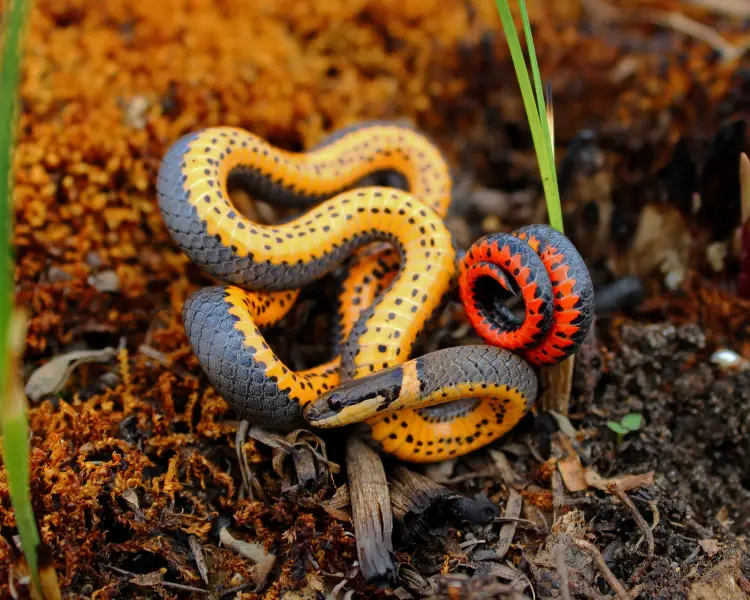 regal ringneck snake eating