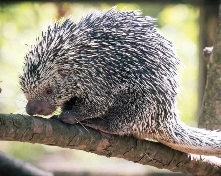 Prehesile-Tailed Porcupine