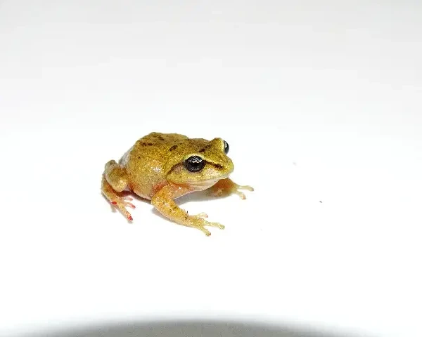 Pristimantis nervicus факти, дієта, ареал і фотографії на Animalia.bio