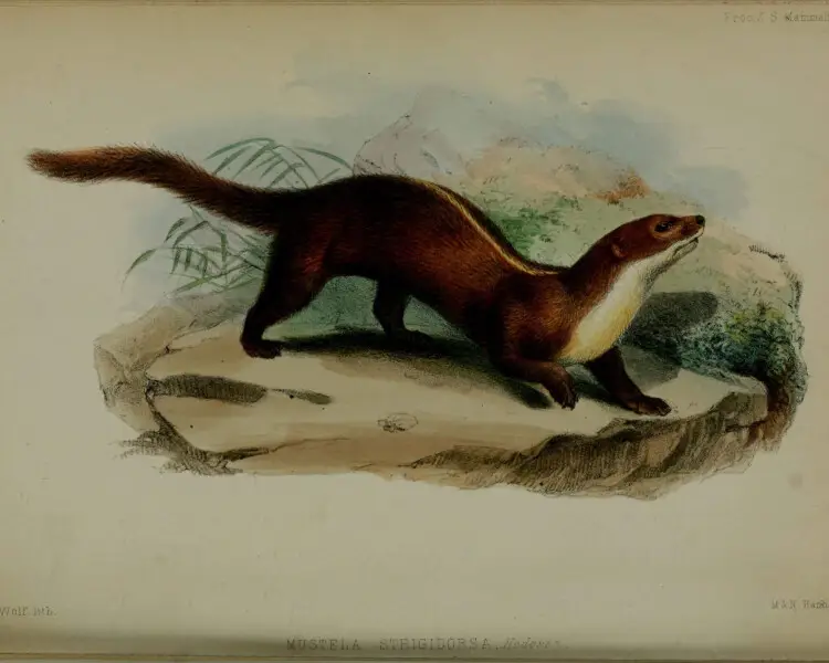 Back-striped weasel - Facts, Diet, Habitat & Pictures on 
