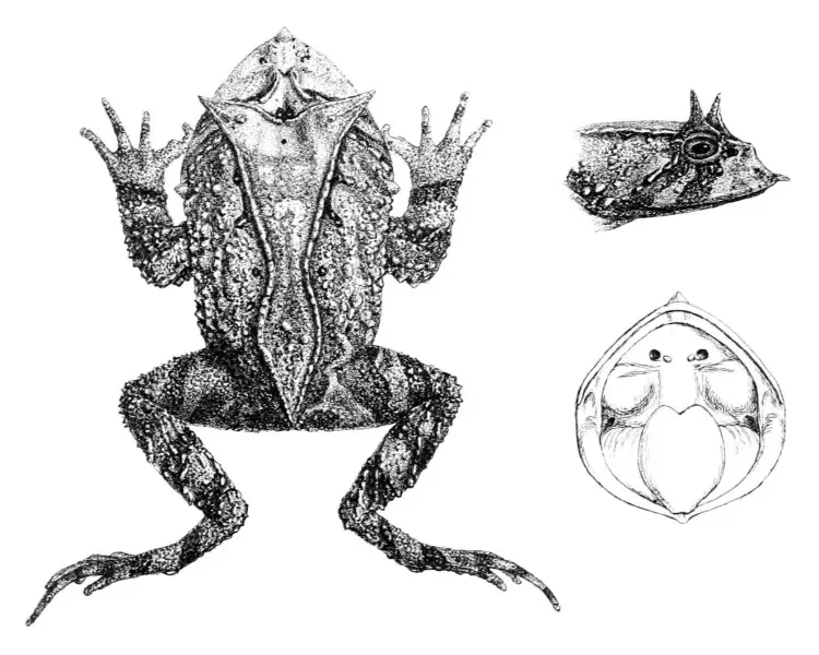 Proceratophrys appendiculata факти, дієта, ареал і фотографії на