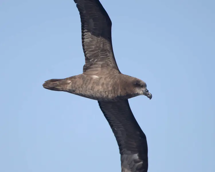 Great-winged Petrel - Facts, Diet, Habitat & Pictures On Animalia.bio