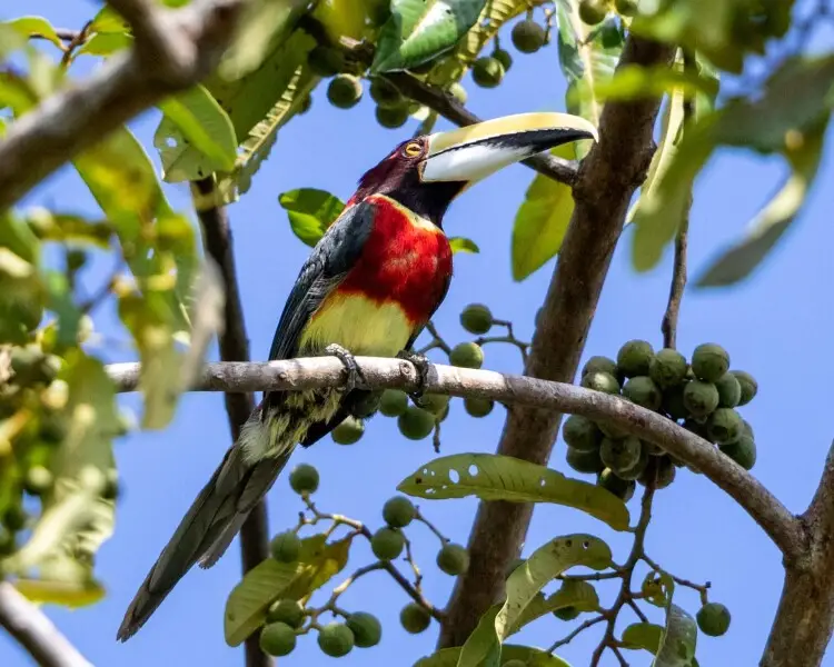 Red-necked aracari