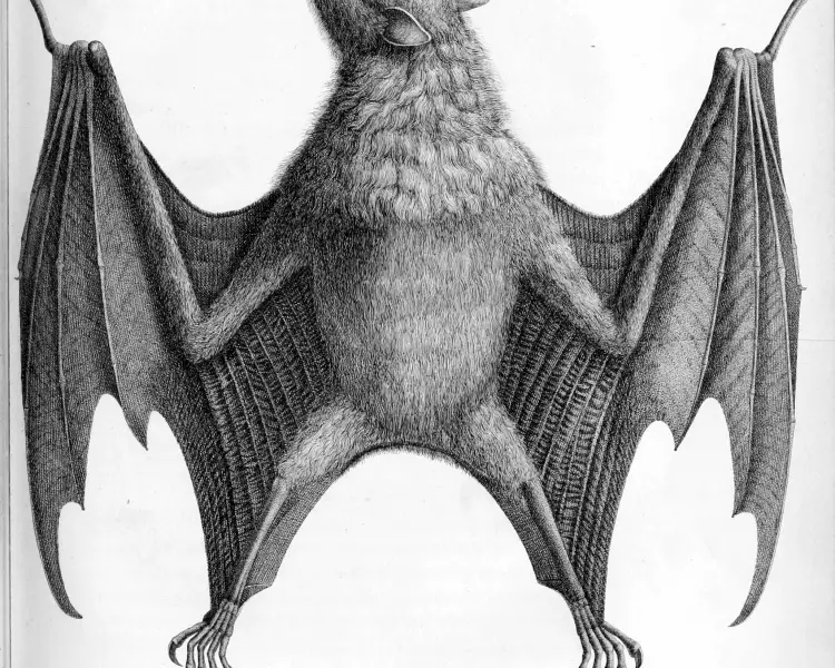 Pteropus griseus