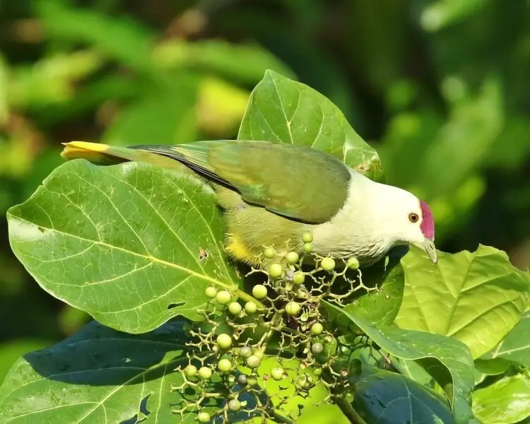 Kosrae fruit dove