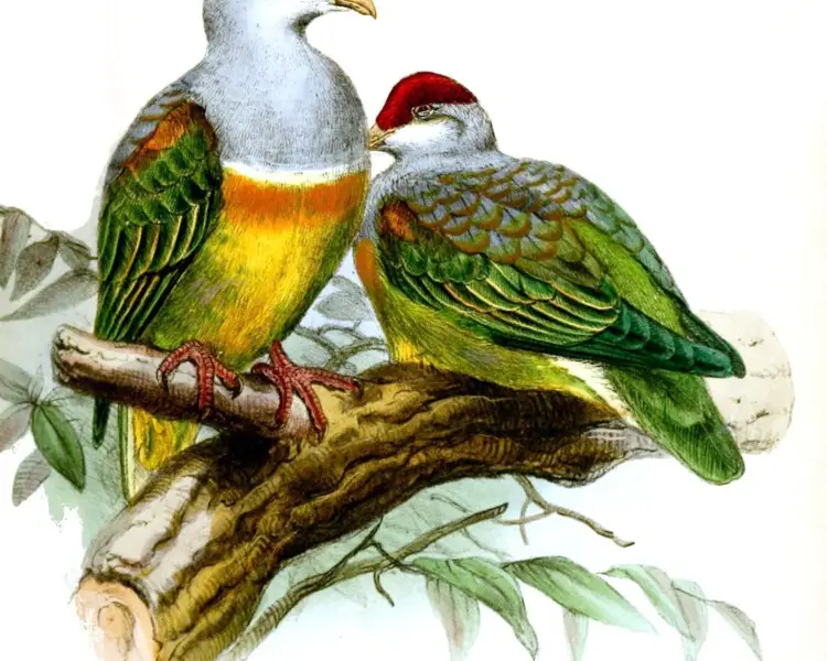 Wallace's fruit dove