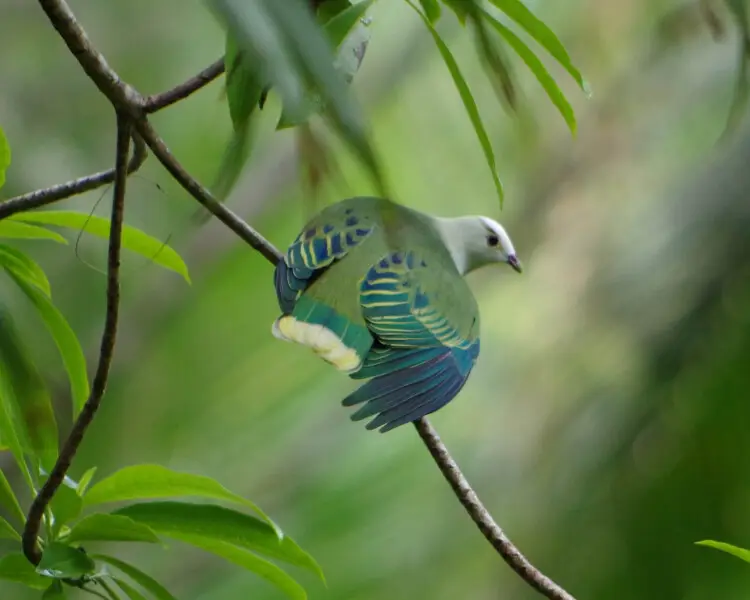 White-capped fruit dove