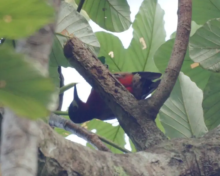 Puerto Rican woodpecker
