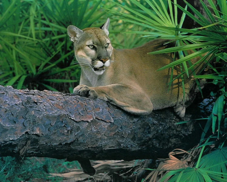 Florida Panther - Facts, Diet, Habitat & Pictures on 